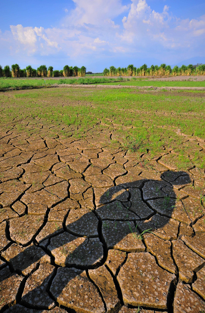 Photo: [Neil Palmer (CIAT)](https://www.flickr.com/photos/ciat/4460363626/in/set-72157626686871533). Photo: Neil Palmer (CIAT)