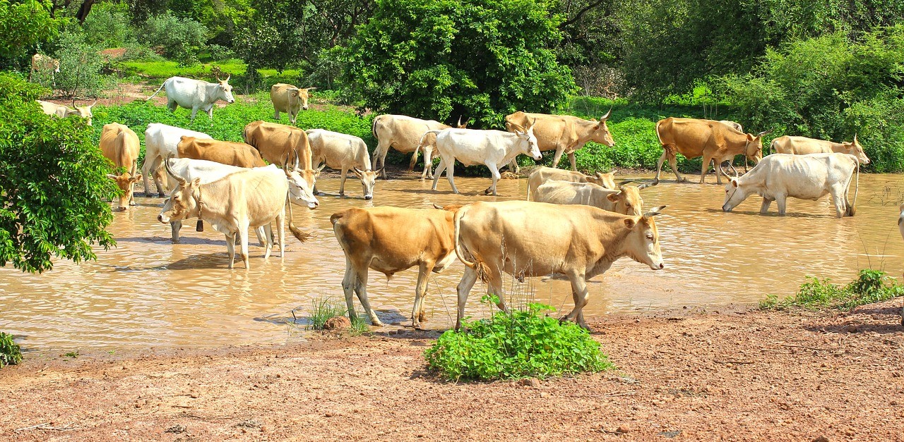 PHOTO: Creative Commons.