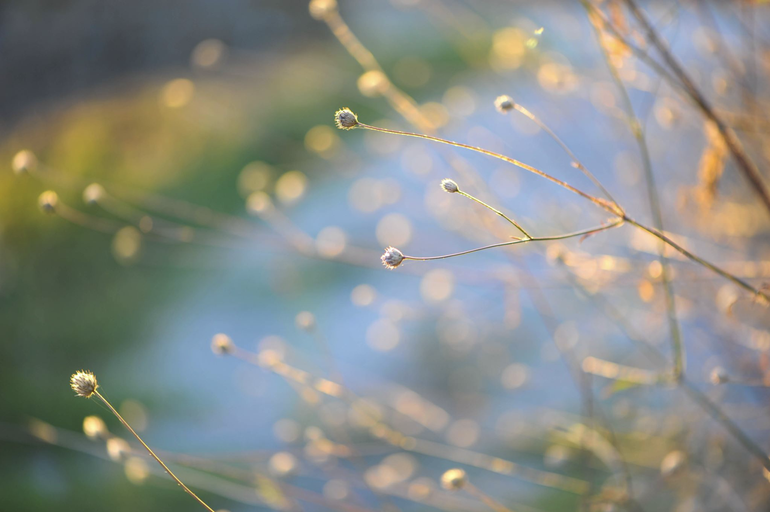 . Photo: Visindi
