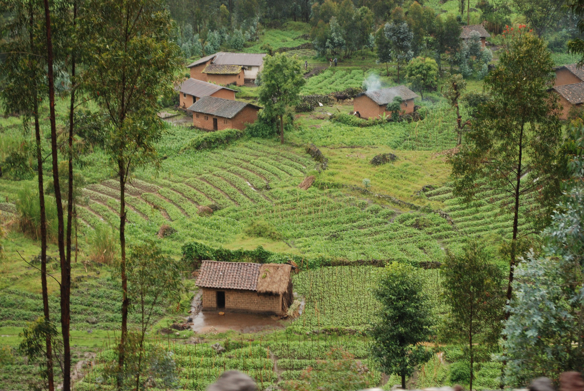 Rwanda. Dr Berzerker via Flickr CC BY
